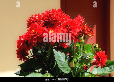 Rote Blumen in einem Topf für Außen Dekoration. Stockfoto