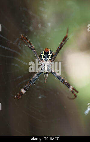 Weibliche St. Andrew's Cross Spider Argiope versicolor, Web, Klungkung, Bali, Indonesien Stockfoto
