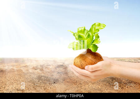 Menschliche Hände halten junge grüne Pflanze in die Töpfe mit gecrackten Feld und Sonnenlicht über blauen Himmel Hintergrund. Tag der Erde Konzept Stockfoto