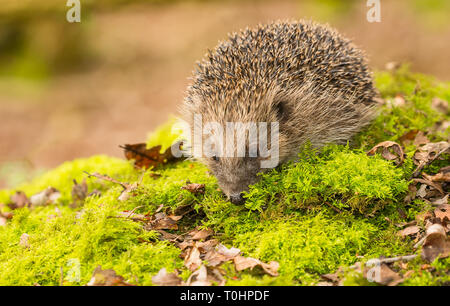 Europäische Igel (Erinaceus Europaeus) überwintern im Nest Vegetation ...