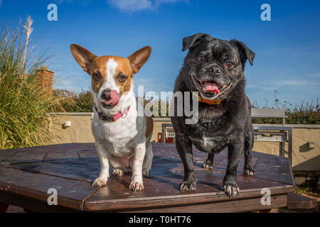 Zwei Hunde Zeit für essen Stockfoto