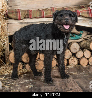 Alte Patterdale Terrier Hund Stockfoto