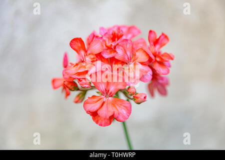 Eine einzelne Geranium flower Cluster Stockfoto