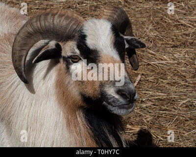 Billy Goat Porträt Stockfoto