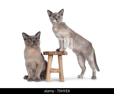 Süße Schokolade und schildpatt Burmese Cat Kitten, neben Holz Hocker und die anderen stabding Seite weisen darauf sitzen. Nach oben Objektiv mit großer runder y Stockfoto