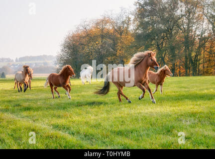 Herde Islandpferde, Stuten mit Fohlen, die zusammen im Galopp über eine grüne Wiese im Herbst, Deutschland Stockfoto