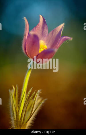 Spring Flower Pulsatilla Patens wild wachsen in Finnland. Eine sehr seltene und gefährdete Pflanzen im Abendlicht. Künstlerisches Bild mit sehr geringer Tiefe o Stockfoto