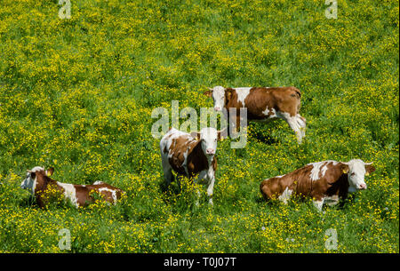 Die Bayerischen Fleckvieh ist eine Rasse der Dual-purpose cattle sowohl für die Milch- und Fleischproduktion. Stockfoto