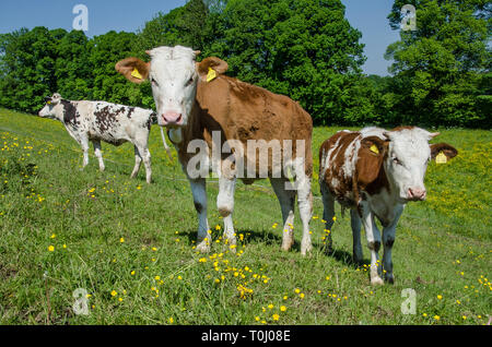 Die Bayerischen Fleckvieh ist eine Rasse der Dual-purpose cattle sowohl für die Milch- und Fleischproduktion. Stockfoto