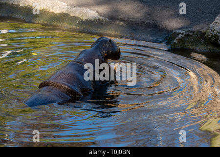 VALENCIA, Spanien - 26. Februar: Nilpferd im Bioparc Valencia Spanien am 26. Februar 2019 Stockfoto