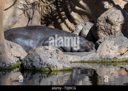 VALENCIA, Spanien - 26. Februar: Nilpferd im Bioparc Valencia Spanien am 26. Februar 2019 Stockfoto