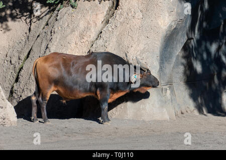 VALENCIA, Spanien - 26. Februar: Büffel im Bioparc Valencia Spanien am 26. Februar 2019 Stockfoto
