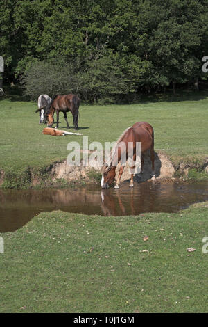 Ponys neben der Mühle Rasen, Bach und Wald bei Redrise Hill New Forest National Park Hampshire England Stockfoto