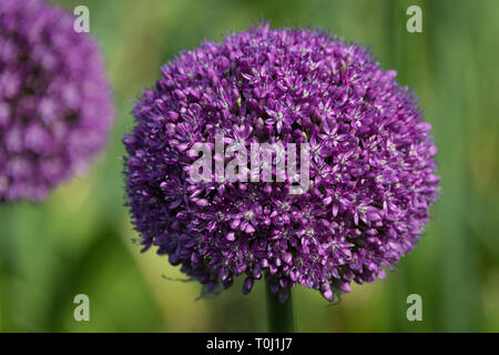 Allium giganteum, Common Name riesigen Zwiebel, einer asiatischen Arten der Zwiebel in Kew Royal Botanic Gardens, London, Vereinigtes Königreich Stockfoto