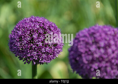 Allium giganteum, Common Name riesigen Zwiebel, einer asiatischen Arten der Zwiebel in Kew Royal Botanic Gardens, London, Vereinigtes Königreich Stockfoto