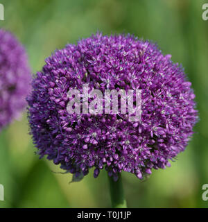 Allium giganteum, Common Name riesigen Zwiebel, einer asiatischen Arten der Zwiebel in Kew Royal Botanic Gardens, London, Vereinigtes Königreich Stockfoto