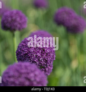 Allium giganteum, Common Name riesigen Zwiebel, einer asiatischen Arten der Zwiebel in Kew Royal Botanic Gardens, London, Vereinigtes Königreich Stockfoto