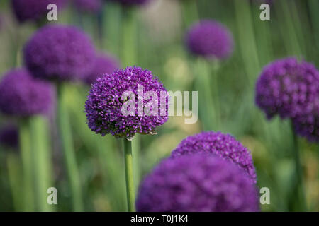 Allium giganteum, Common Name riesigen Zwiebel, einer asiatischen Arten der Zwiebel in Kew Royal Botanic Gardens, London, Vereinigtes Königreich Stockfoto