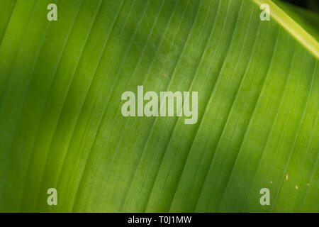 Musella lasiocarpa, allgemein bekannt als Chinesische Zwerg Banane, Golden Lotus Banane oder Chinesische Gelbe Banane in Kew Royal Botanic Gardens, London Stockfoto