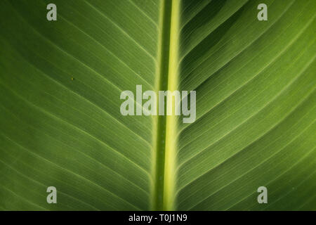 Musella lasiocarpa, allgemein bekannt als Chinesische Zwerg Banane, Golden Lotus Banane oder Chinesische Gelbe Banane in Kew Royal Botanic Gardens, London Stockfoto