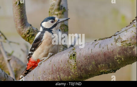 Eine weibliche Buntspecht (UK) auf einem Baum gehockt. Stockfoto