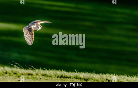 Eine wilde weibliche Barn Owl (UK) Jagd über Grünland. Stockfoto