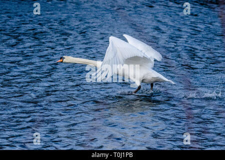 Eine Mute swan (UK) flying low über einen See. Stockfoto