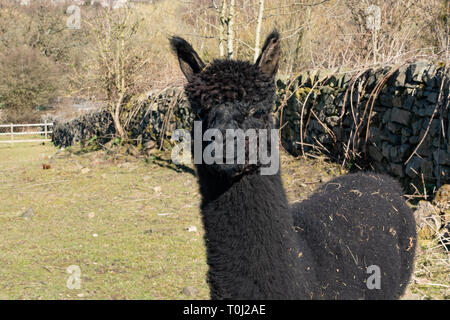 Das Porträt eines schwarzen Alpaka, in die Kamera schaut. Stockfoto