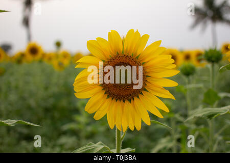 Schöne Sonnenblumen blühen in ein Sonnenblumenfeld an einem Spätsommertag. Hohe Betrachtungswinkel, Low Angle View Stockfoto