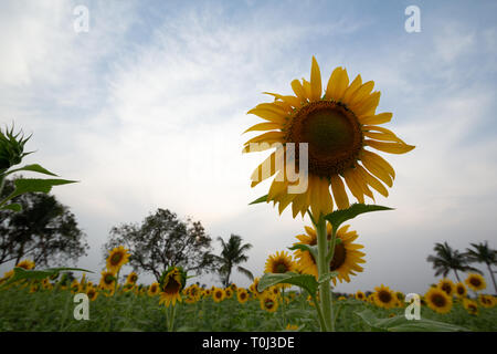 Schöne Sonnenblumen blühen in ein Sonnenblumenfeld an einem Spätsommertag. Hohe Betrachtungswinkel, Low Angle View Stockfoto