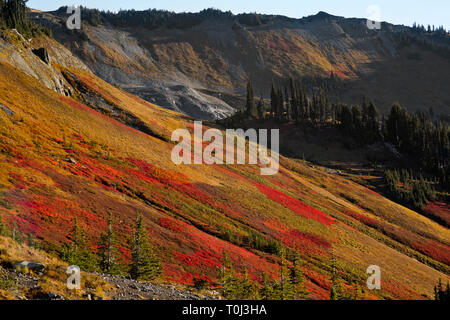 WA 15993-00 ... WASHINGTON - die Farben des Herbstes auf einem Hügel mit Blick auf Stevens Creek aus der Skyline Trail auf Mazama Ridge im Mount Rainier National Park. Stockfoto