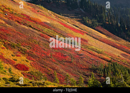 WA 15994-00 ... WASHINGTON - die Farben des Herbstes auf einem Hügel mit Blick auf Stevens Creek aus der Skyline Trail auf Mazama Ridge im Mount Rainier National Park. Stockfoto