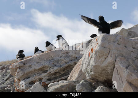 Kleine Gruppe von kleinen Alken auf Felsen Stockfoto