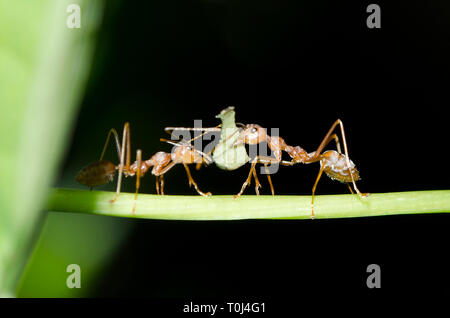 Weberants, Oecophylla sp, Sammeln auf Blattfragmenten für Nest, Klungkung, Bali, Indonesien Stockfoto