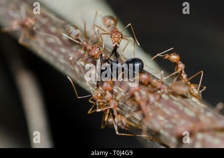 Weberansen, Oecophylla sp, angreifend Schwarze Weberanze, Polyrhachis sp, auf Blatt, Klungkung, Bali, Indonesien Stockfoto