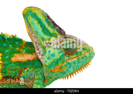 In der Nähe von einem schönen grünen bunte Chamaeleo calyptratus Kopf oben. Arten auch als verschleierte, Kegel- oder Jemen Chamäleon. Stockfoto