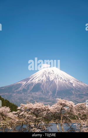 Mt. Fuji und Kirschblüten Stockfoto