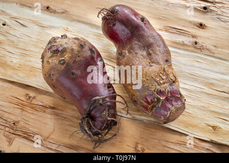 Zwei hässliche rote Rüben liegen auf diagonal Hintergrund der invertierten Baumrinde. Stockfoto