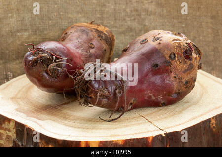 Zwei hässliche rote Rüben liegen auf Holz- Schnitt auf sackleinen Hintergrund. Stockfoto