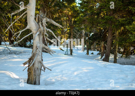 Der Stamm einer alten Kiefer auf einem Hintergrund von grünen Pinien Wald im Winter. Viel Schnee im Winter sonniger Tag. Stockfoto