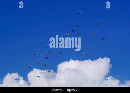 Taube Herde Fliegen in großen Gruppe gegen den blauen Himmel Stockfoto