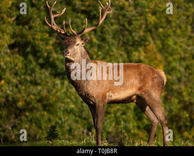 Ein einziger Rothirsch Cervus Elaphus, der an einem sonnigen Tag im Killarney National Park, County Kerry, Irland, noch in der Kamera steht Stockfoto