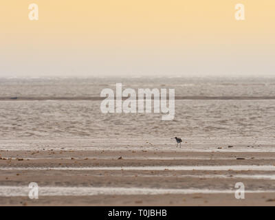 Curlew am Strand von Gibraltar Punkt Stockfoto