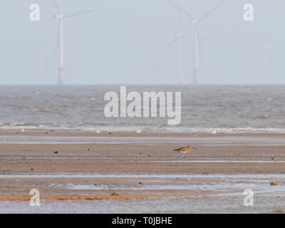 Curlew am Strand von Gibraltar Punkt Stockfoto