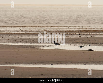 Curlew am Strand von Gibraltar Punkt Stockfoto