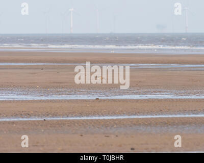 Curlew am Strand von Gibraltar Punkt Stockfoto