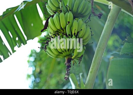 Grüne Zucker Bananen auf Bananenstaude oder Kluai Nam Wa in Thai. Die malaysische Name "pisang Awak'häufiger eine Forschungseinrichtungen genutzt. Stockfoto