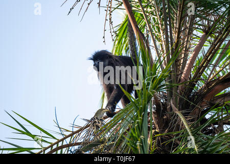 Ugandischen roten Colobus Affen (Procolobus tephrosceles) Über von Baum zu springen, bigodi Wetland Heiligtum, Magombe Sumpf, South West Uganda, Ostafrika Stockfoto