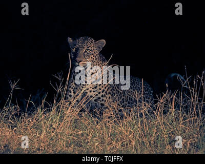 Single stealthy Leopard (Panthera pardus) ergibt sich aus langen Gras in der Nacht in Ngulia Hills Tsavo West NP, Kenia, Afrika Stockfoto