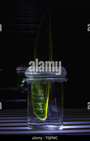 Sansevieria trifasciata in einem Glas Stockfoto